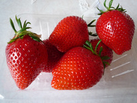 P1020570-.jpg